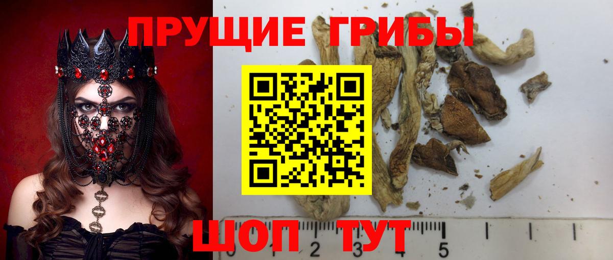 Псилоцибиновые грибы Cubensis Волоколамск